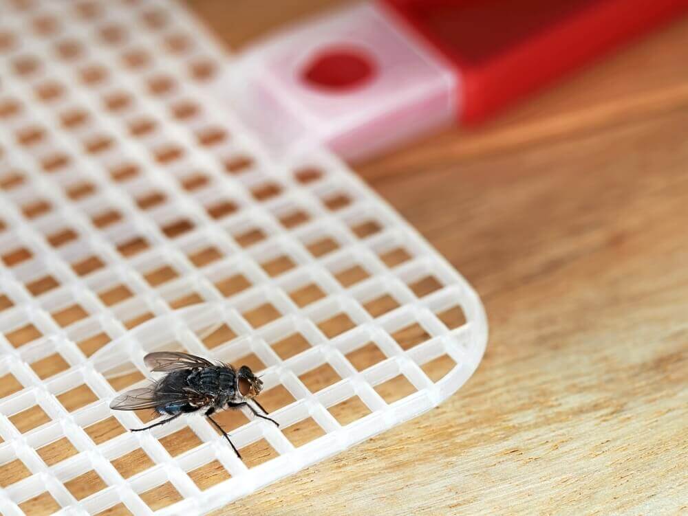 Fly on a fly swatter